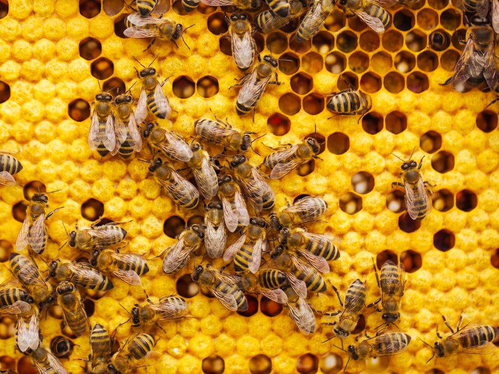 Honeybees on a honeycomb
